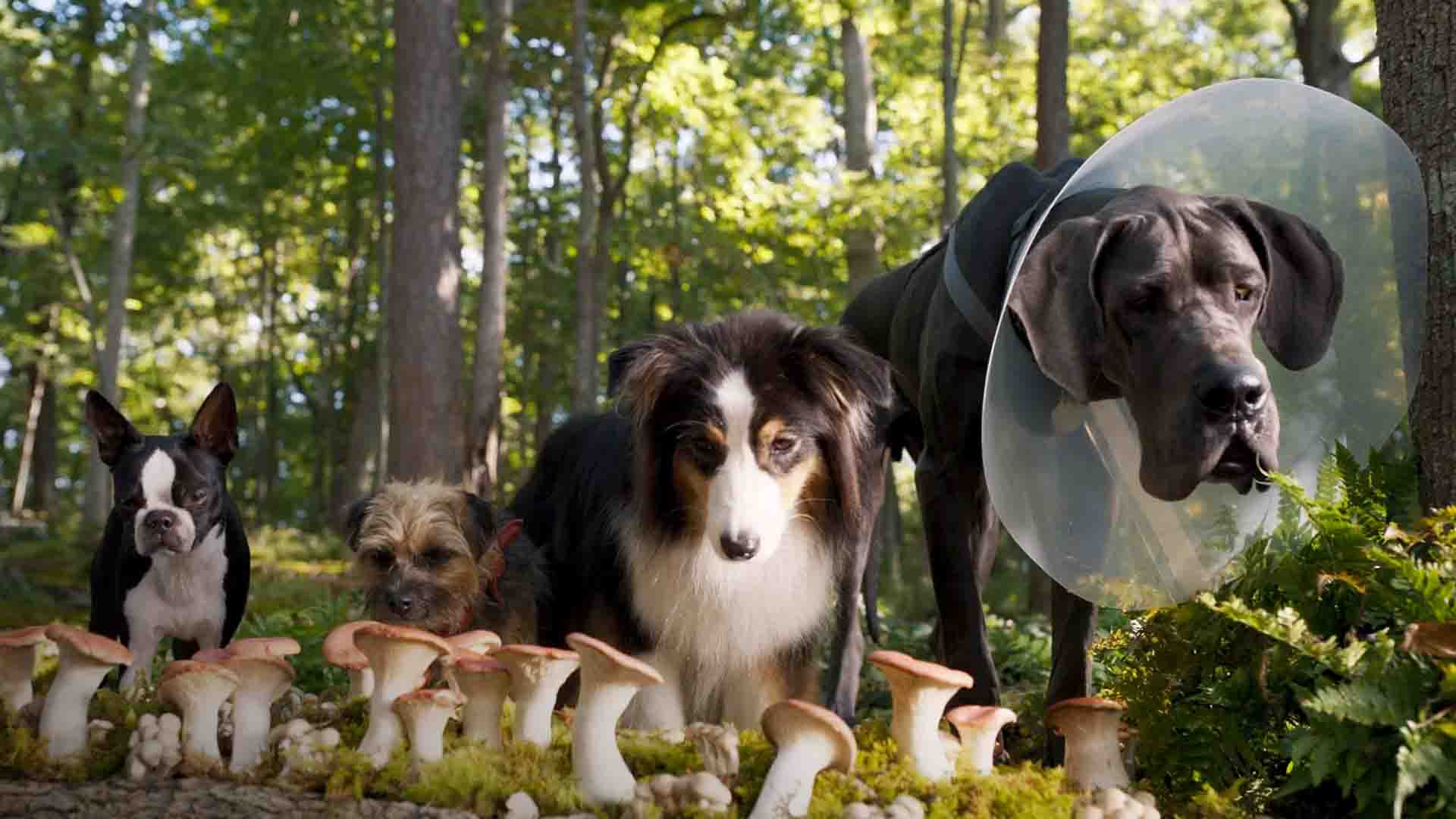 11 lançamentos na Netflix esta semana, entre os dias 23 e 29 de junho Ruim Pra Cachorro imagem do filme