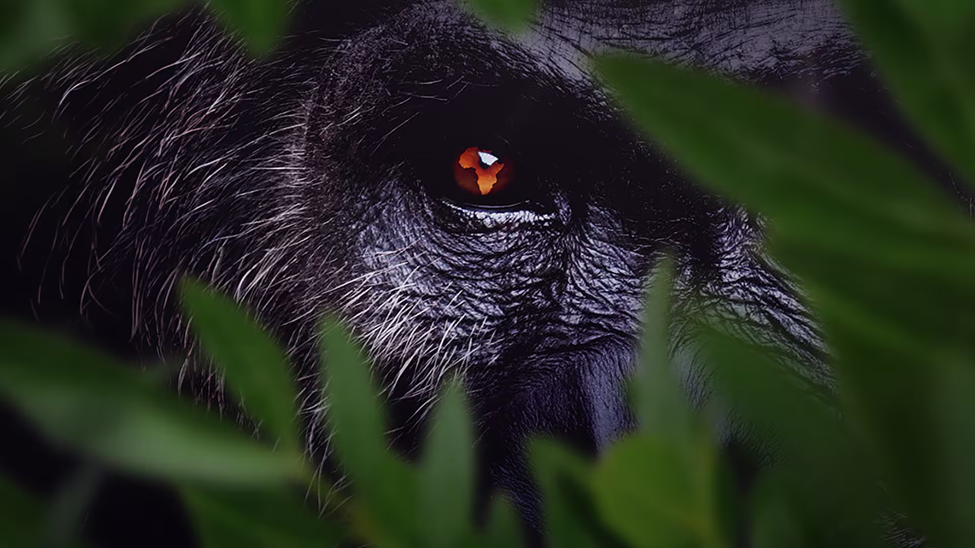 Disney+: A lista com as principais estreias em outubro de 2026 Africa Earth's Wild Home